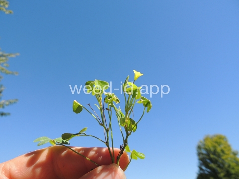 woodsorrel, creeping